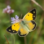 Clouded Yellow Crocea 10 Larvae